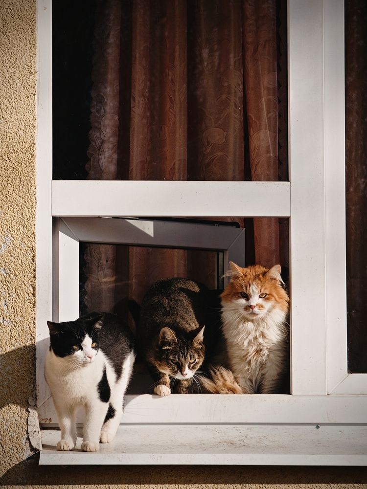 Три кота, три хвоста