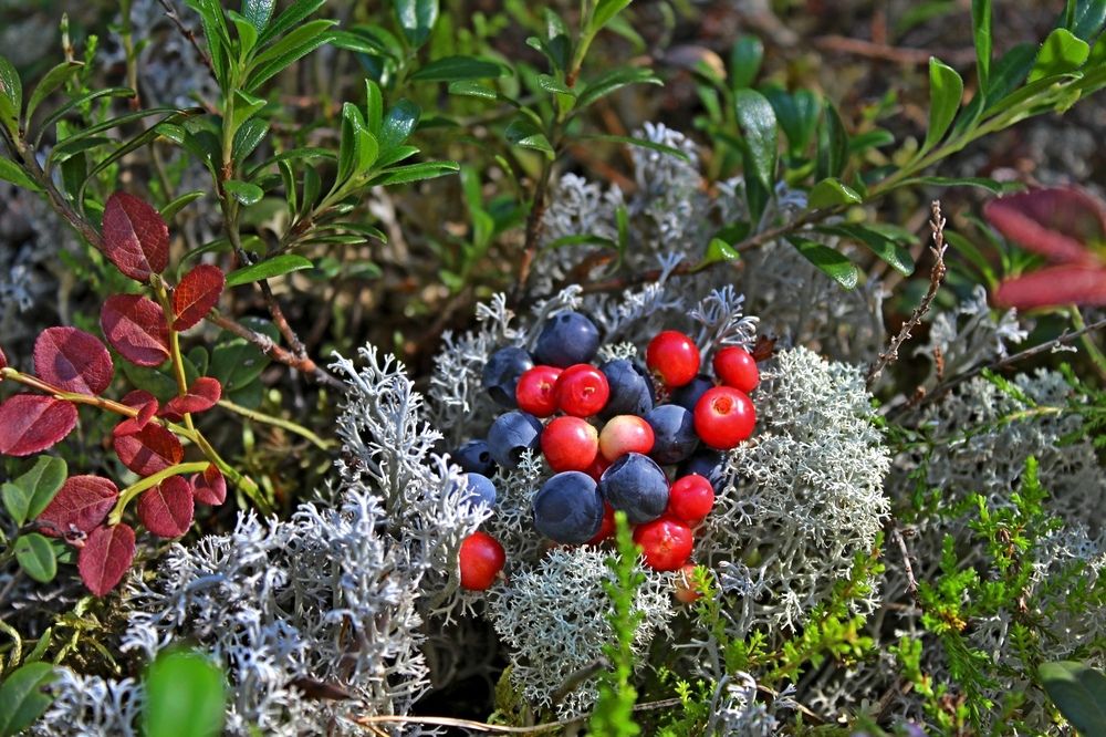 Photograph by Юлия Иванова