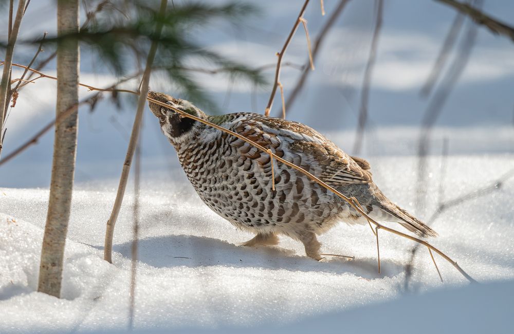 Photograph by Альварис Сукманюк