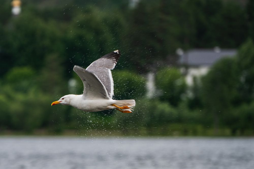 Photograph by Андрей Бородкин