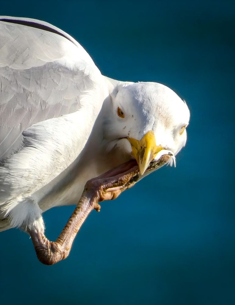 Фотография автора Michael Gault