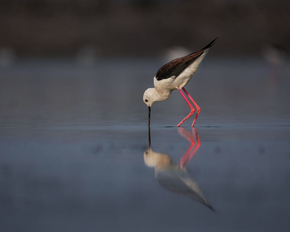 Photograph by Prabhat Ghosh