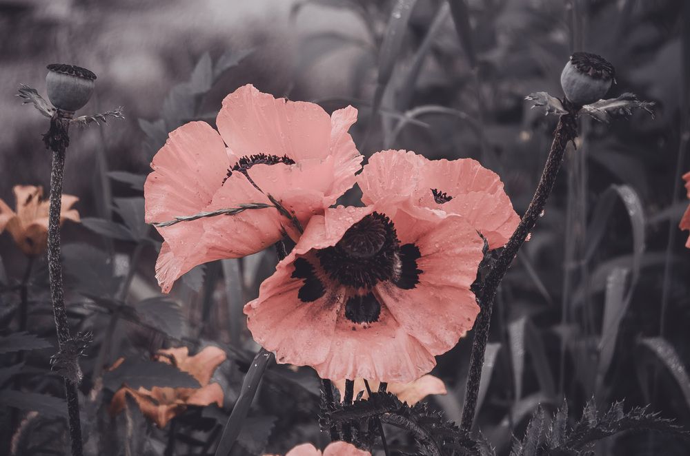 Photograph by Любовь Бусова