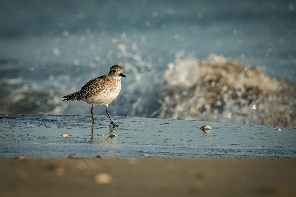 Photograph by Andrea Barlotti
