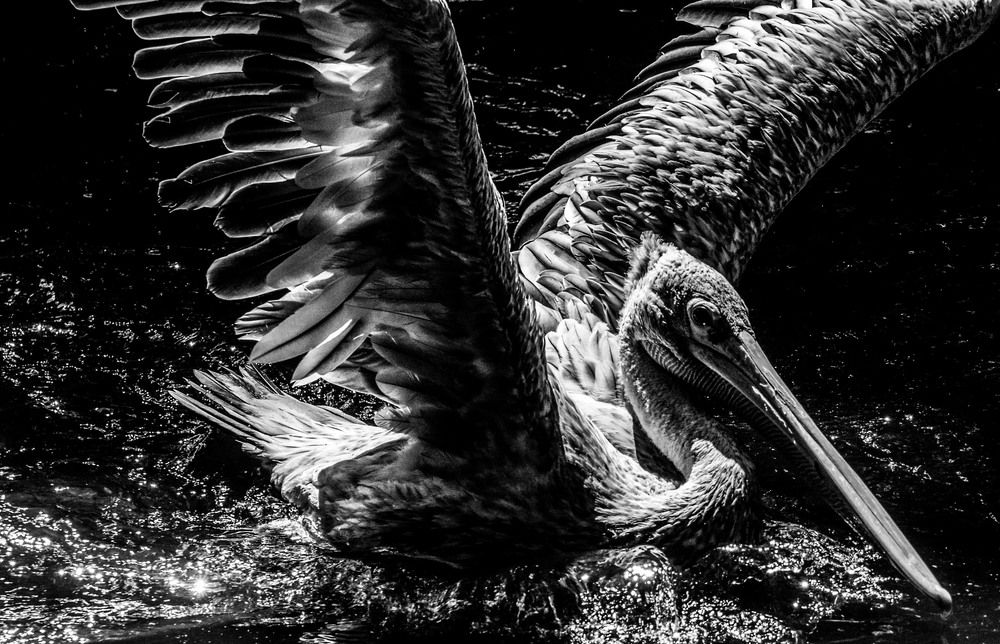 Photograph by Gwenael DEVALIERE