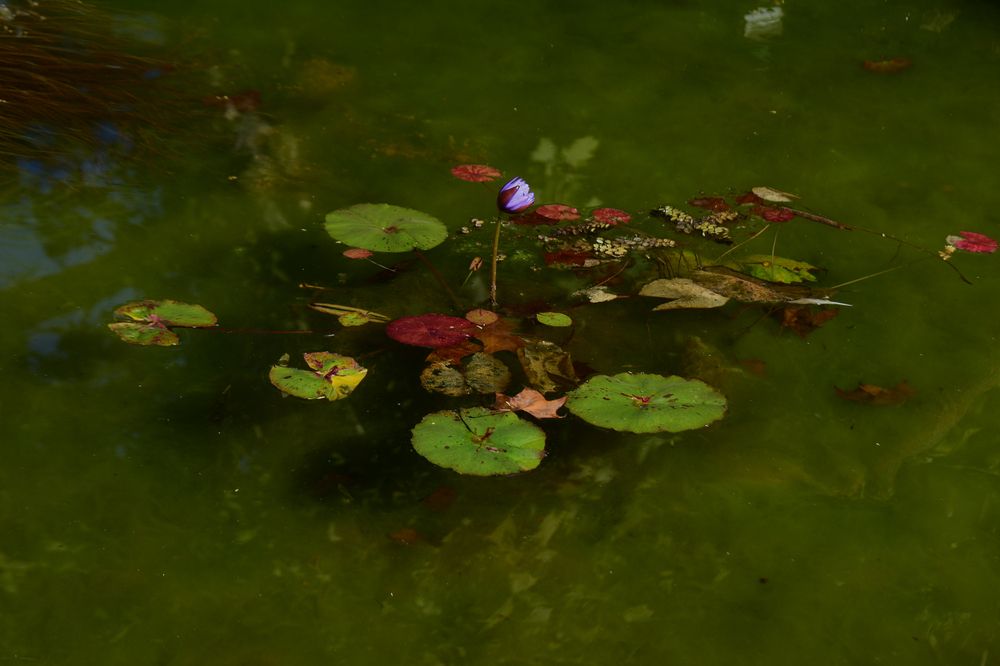 Photograph by Nelly Rond