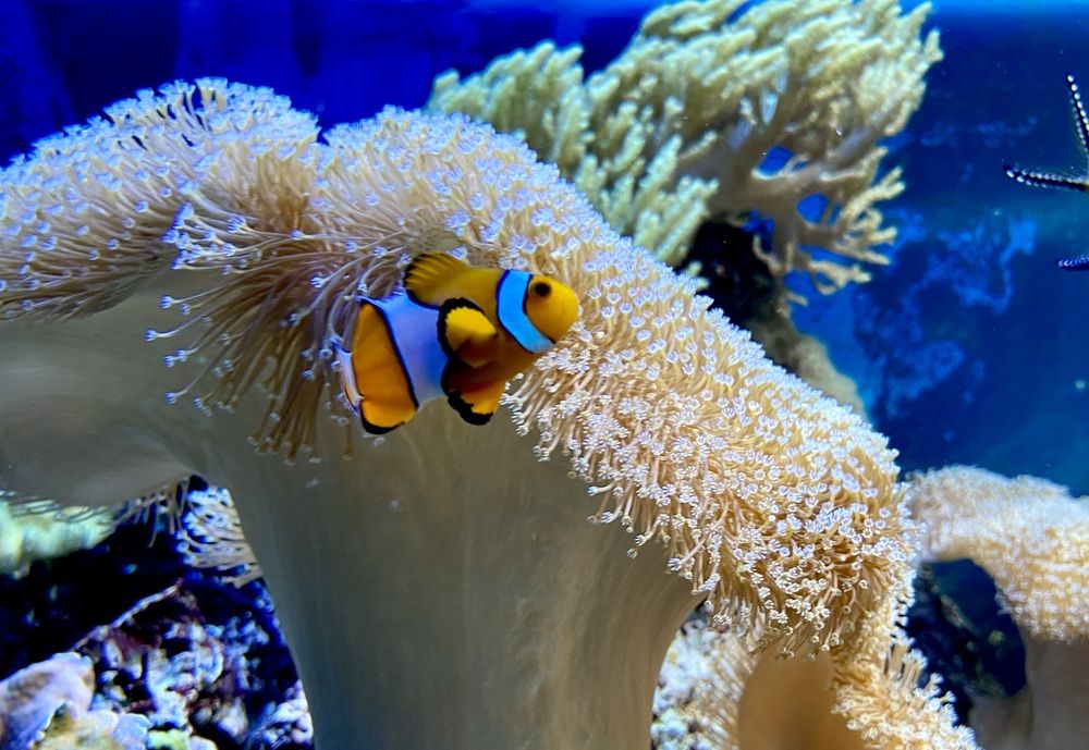 Photograph by Татьяна Шитлина