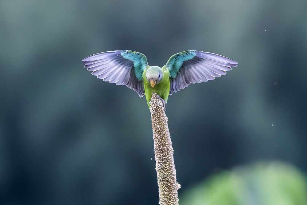 Photograph by Mohamed Rafi
