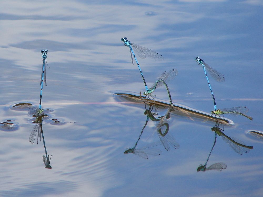 Photograph by Владимир Кирсанов