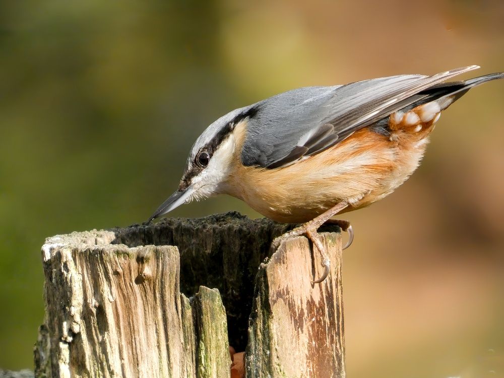 Nutty Nuthatch