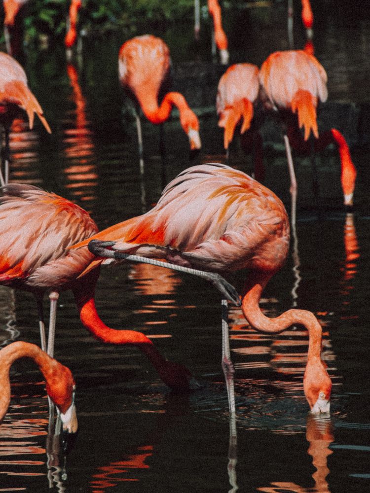 Фотография автора Алиса Исаева