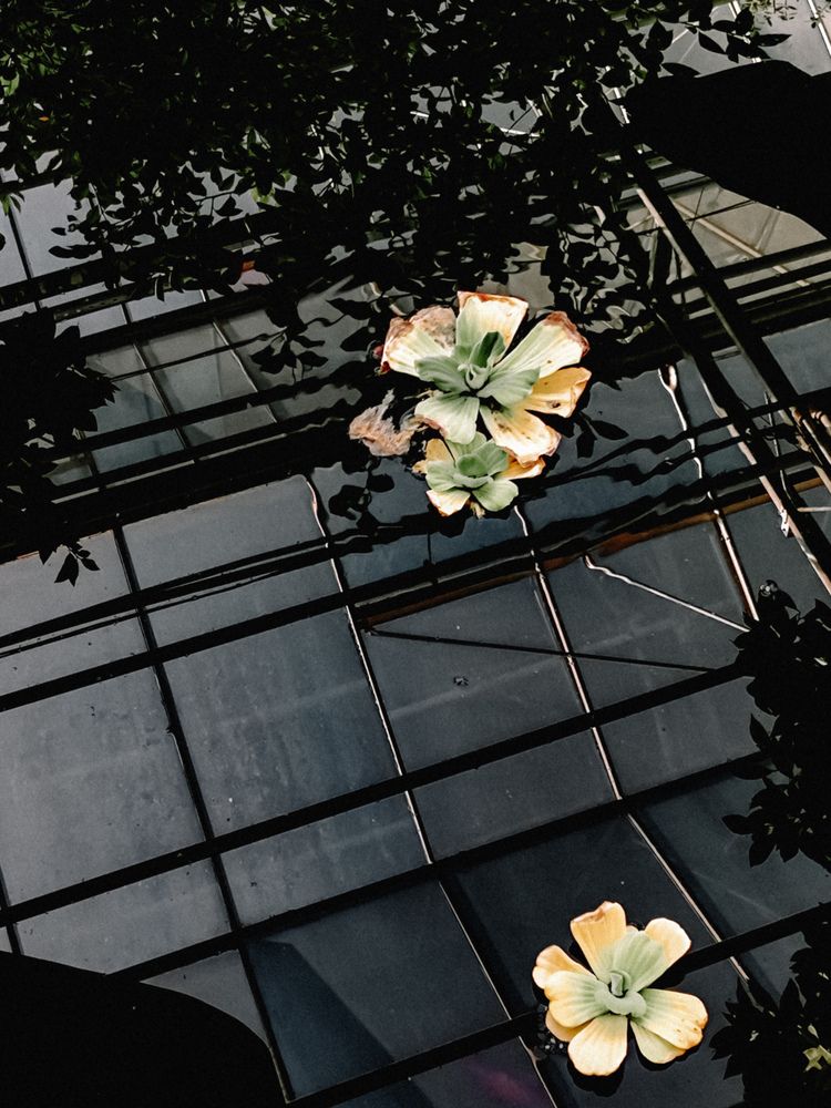 Фотография автора Алиса Исаева