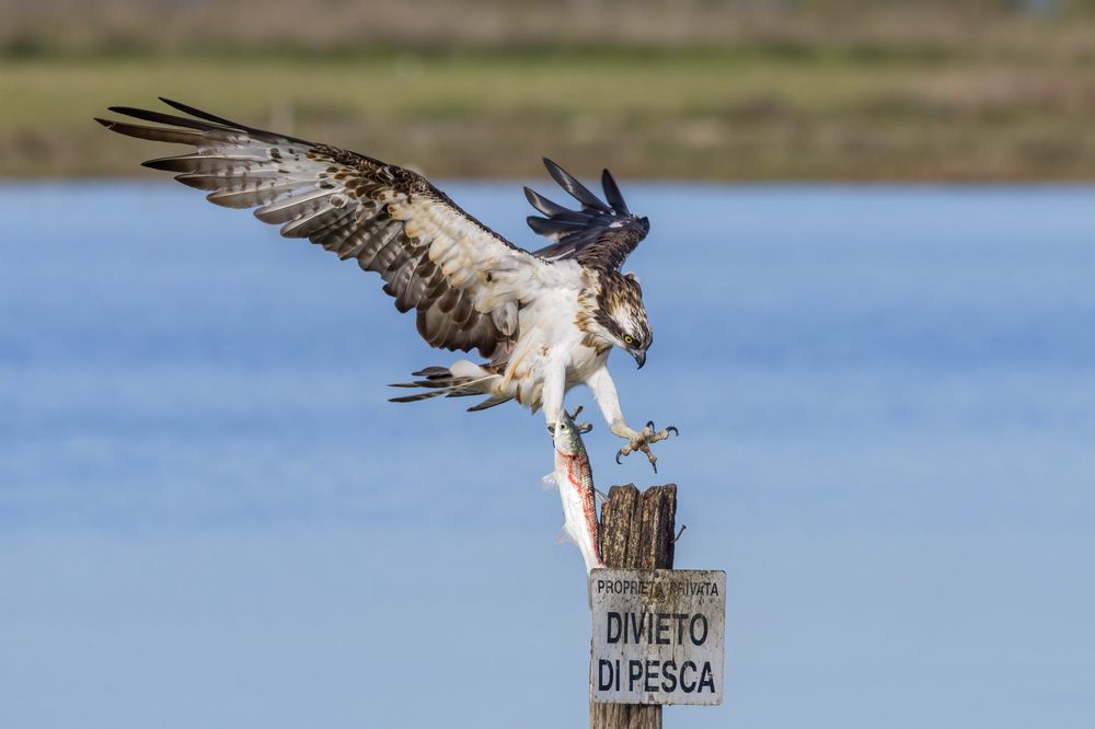 Photograph by Marco Rondi
