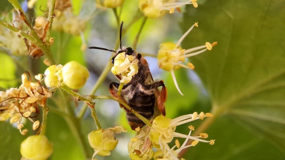 Привет! Челюсти. А вот и я!