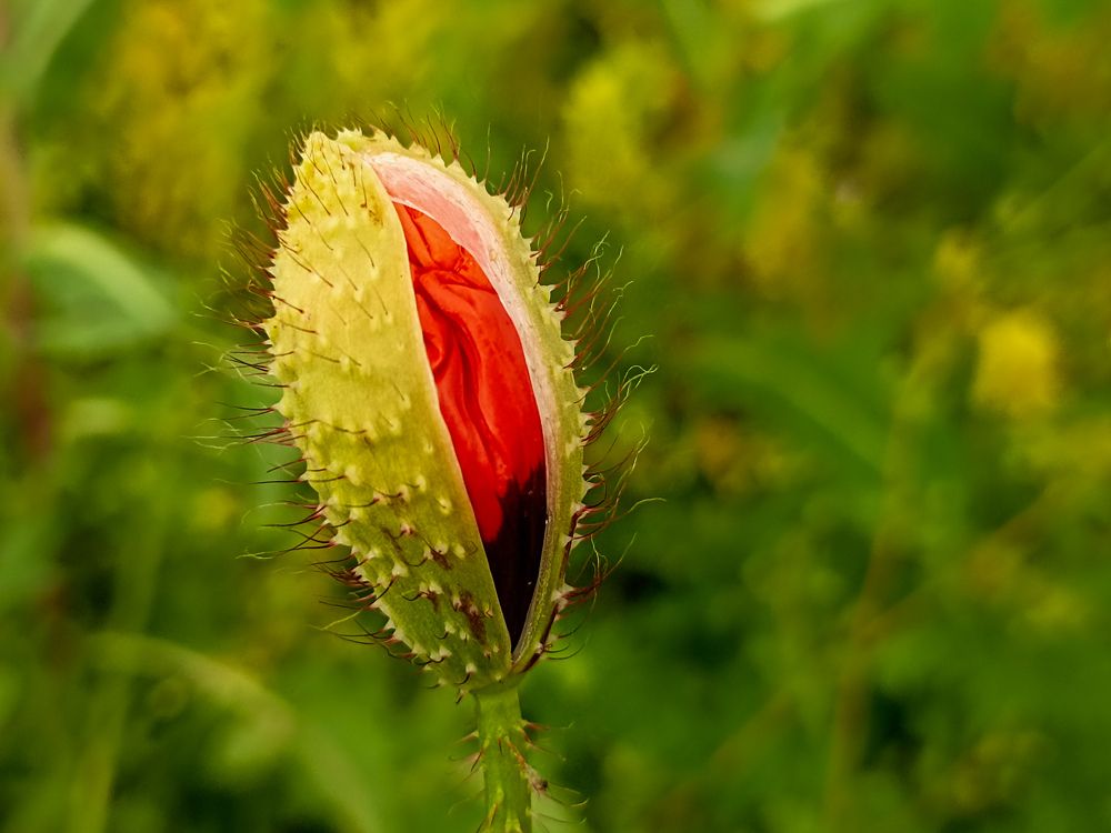 Photograph by Мария Толмачева