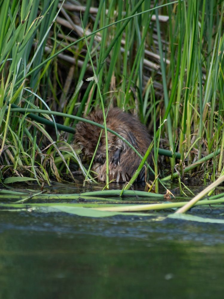 Photograph by Алина Орлова
