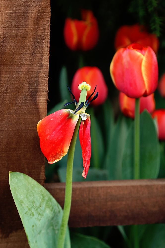 Photograph by Reyhane ajorloo