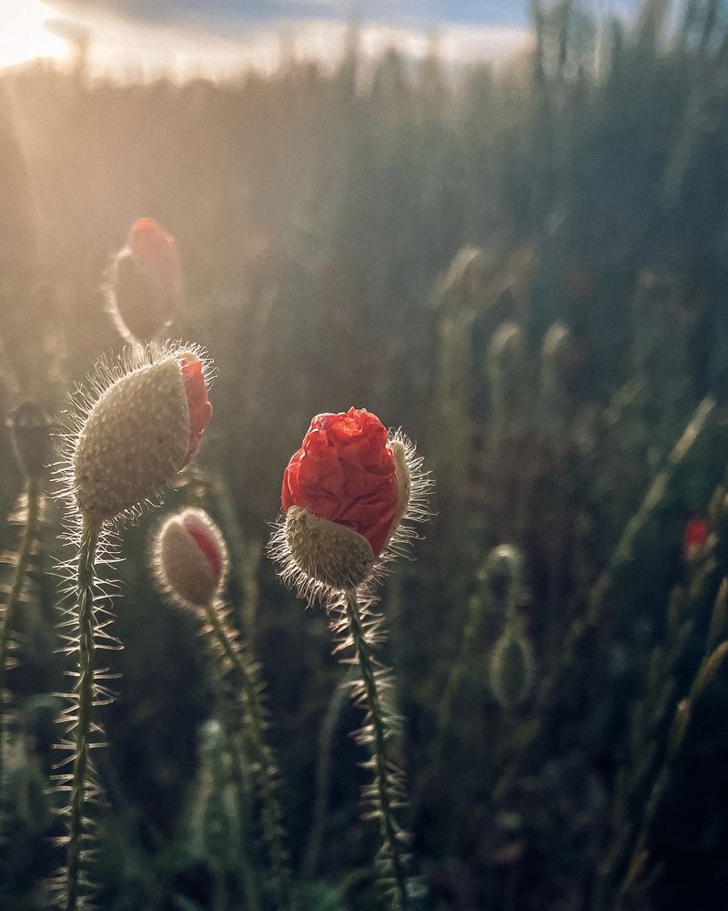 Фотография автора Ольга Каминская