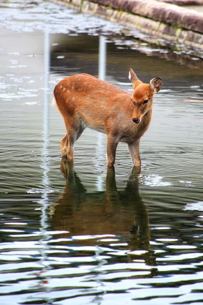 Photograph by Елена Хорошильцева