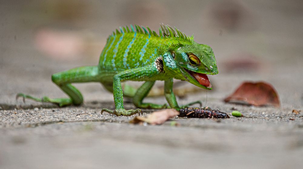 Photograph by Saliya Ambegoda