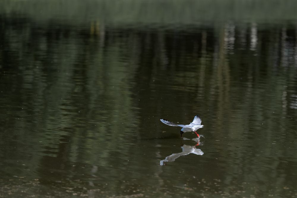 Photograph by Абдул Мигруев