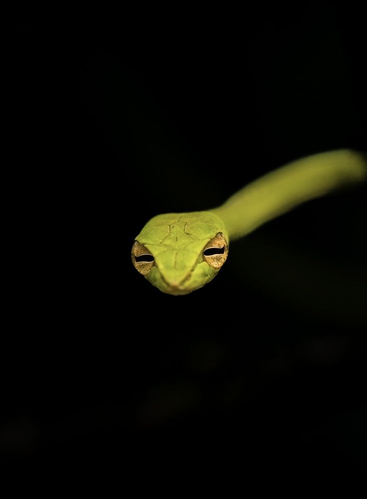 Photograph by vijay Mathiew