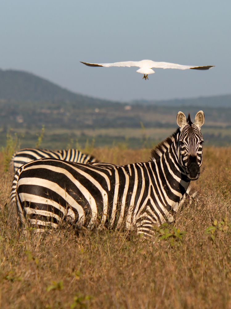 Photograph by Игорь Чебунин