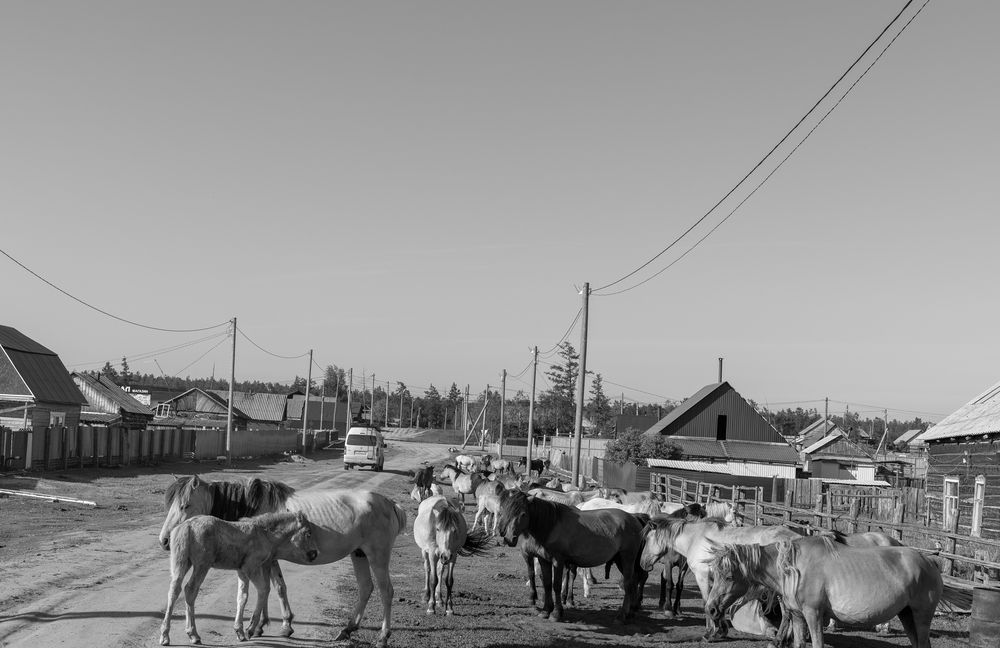 Лошади в поселке.
