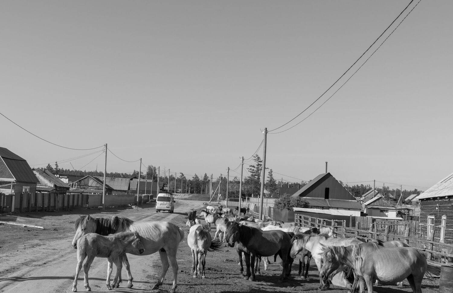 Лошади в поселке.