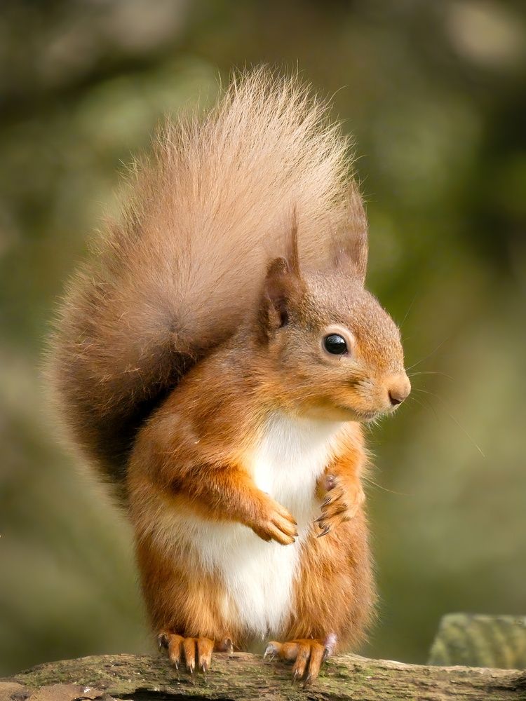 Photograph by Michael Gault