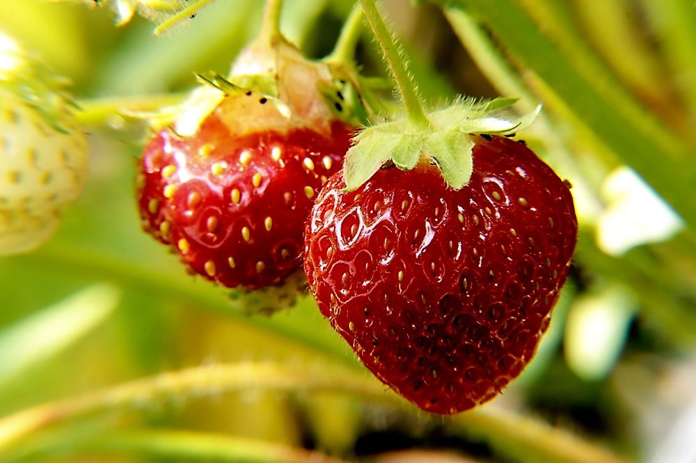 Photograph by Александр Лазебник