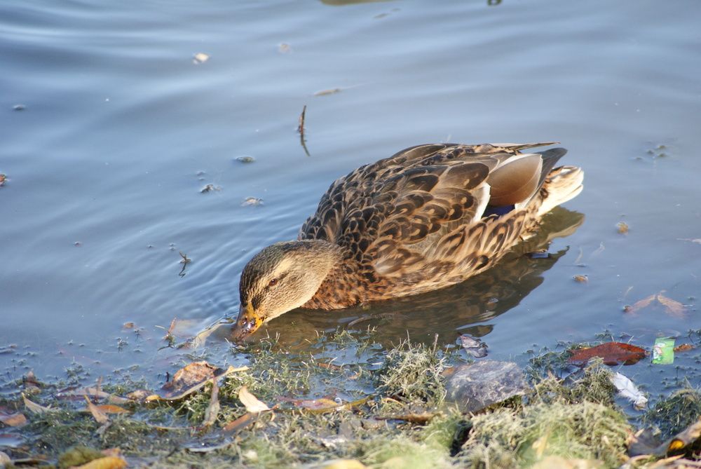 Photograph by Ольга Евтухова