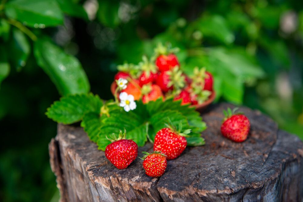 Photograph by Darina