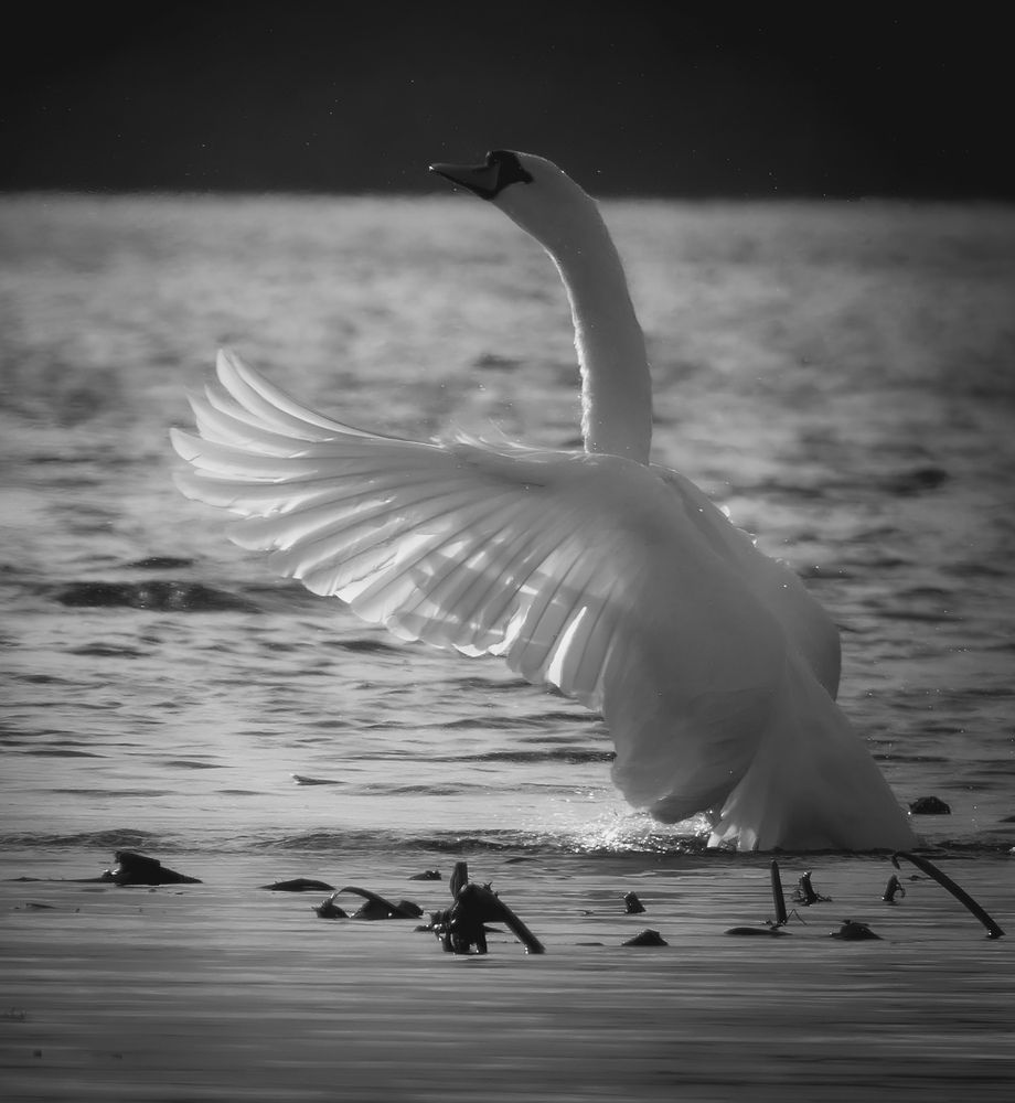 Photograph by Michael Gault