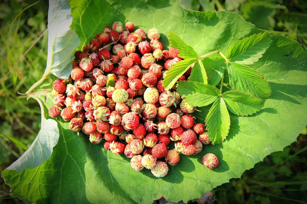 Фотография автора Ser P