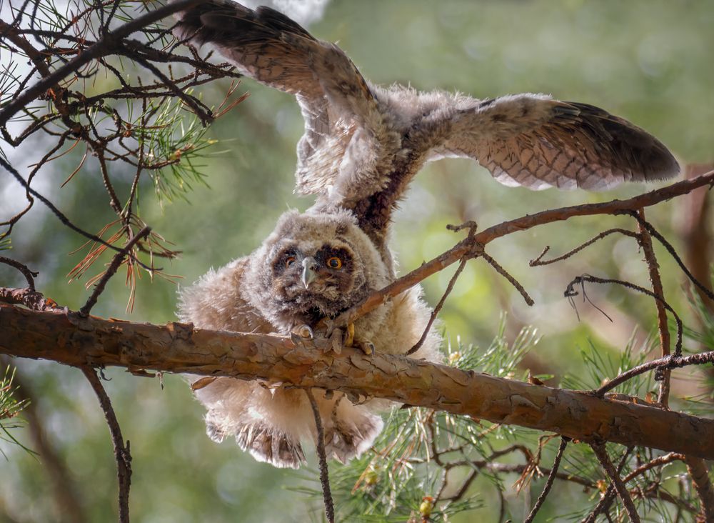 Крылья.. (Asio otus)