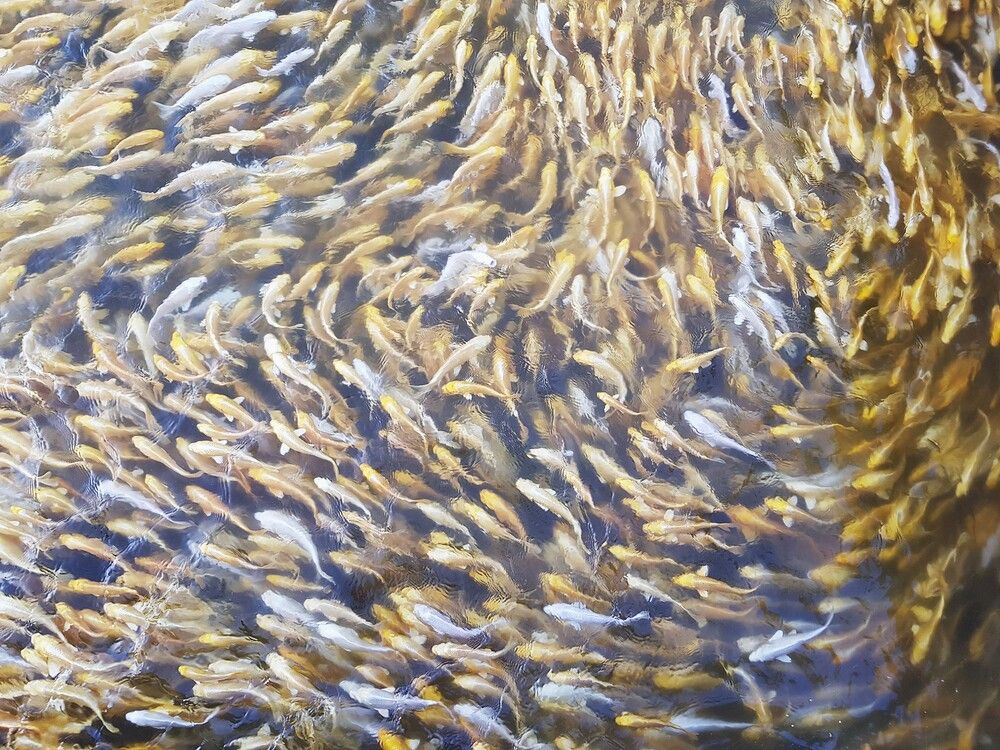 Photograph by Sveta Mitlansky