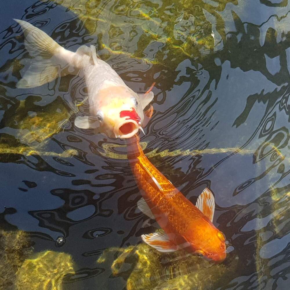 Photograph by Sveta Mitlansky