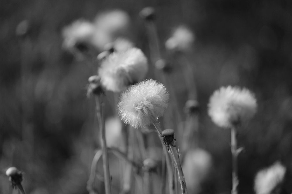 Photograph by Екатерина Александровна