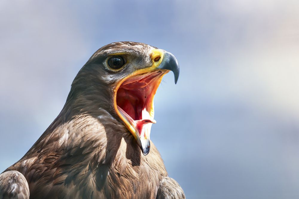 Photograph by Alessandro Grandoni