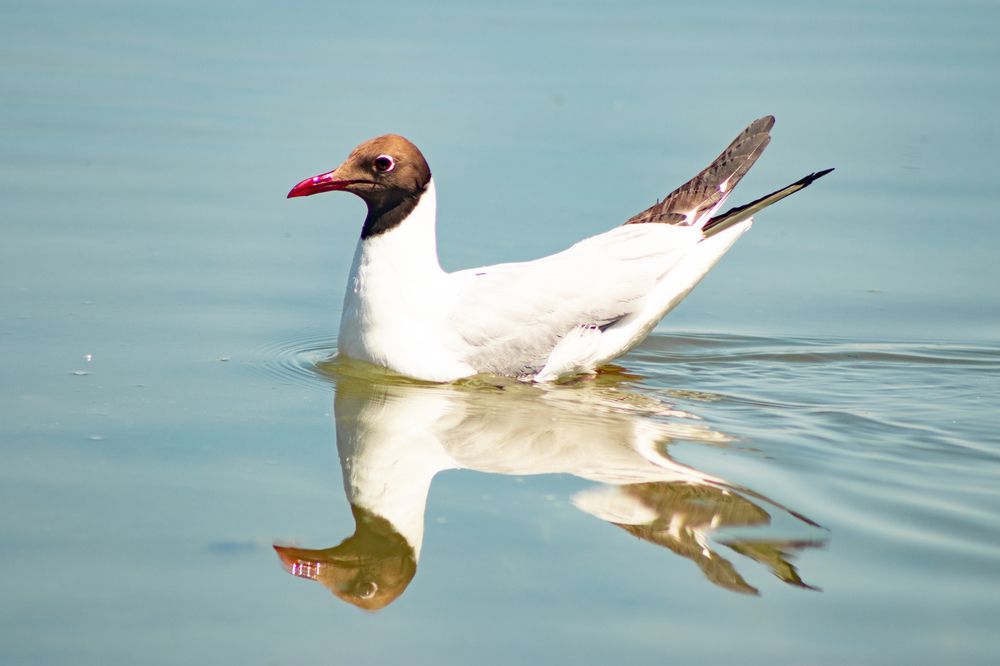 Фотография автора Пешков Егор