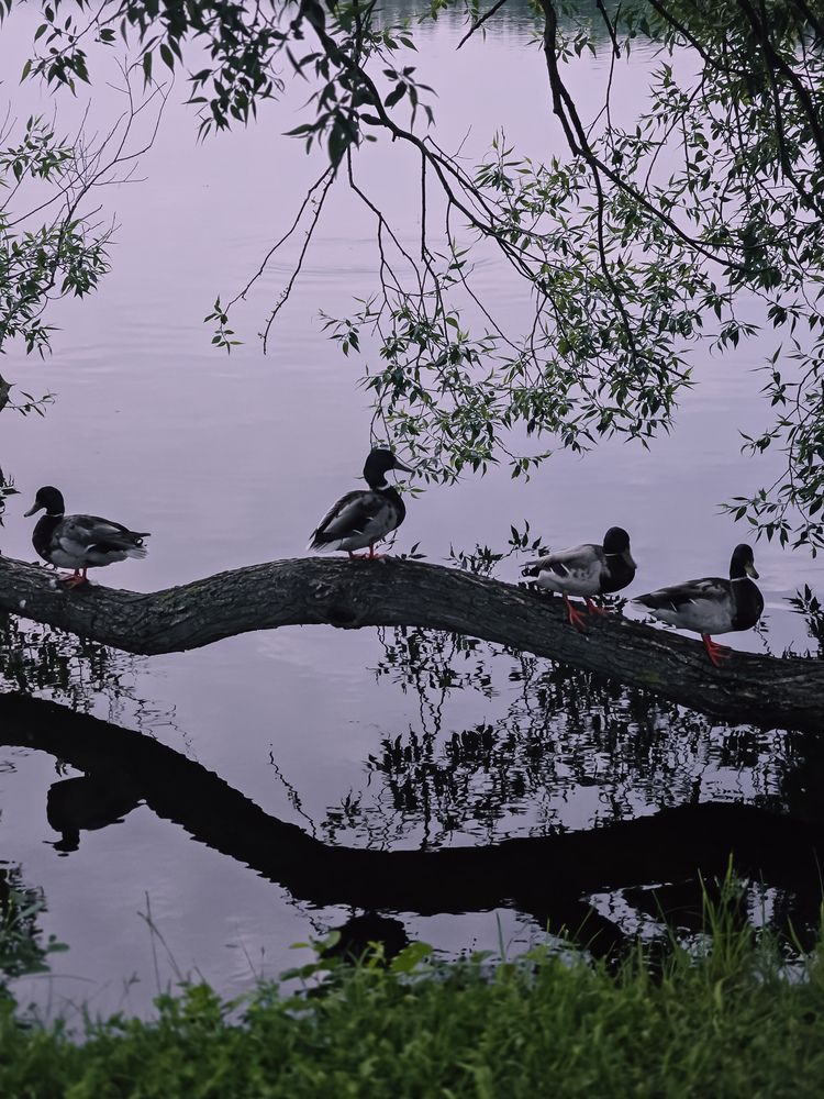 Photograph by Татьяна Гуцанович