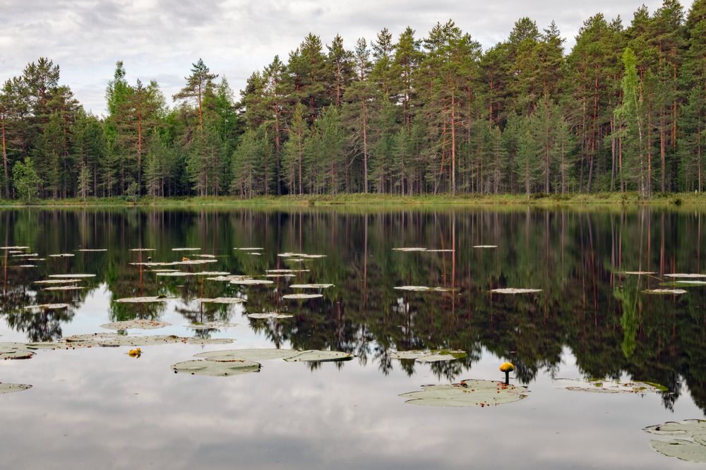 Фотография автора Ярослав Качура