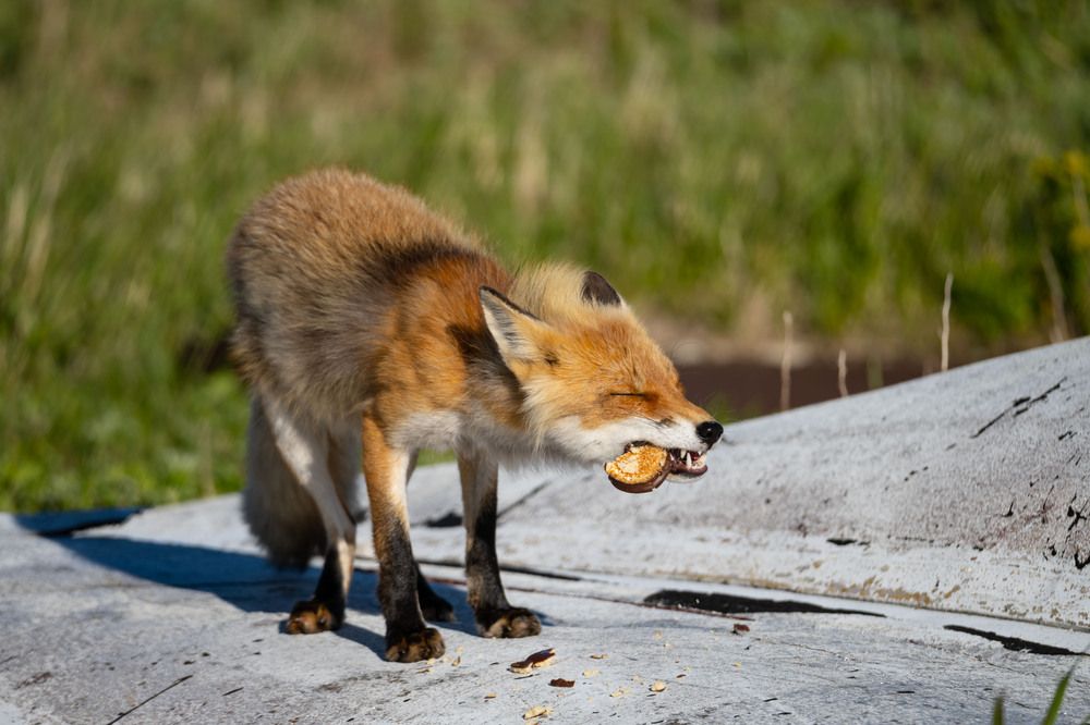 Photograph by Андрей Романов