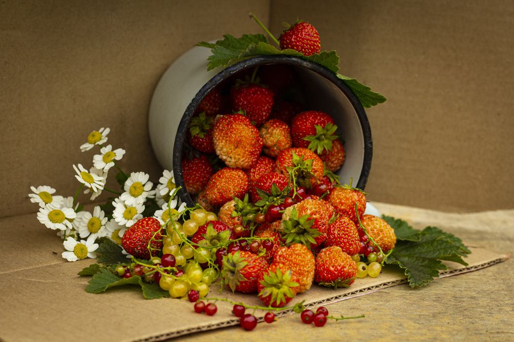 Photograph by Елена Фатьянова