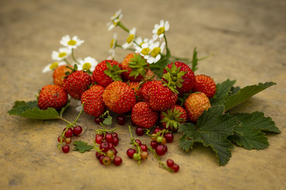 Photograph by Елена Фатьянова