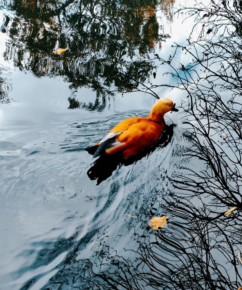 Photograph by Надежда Батракова