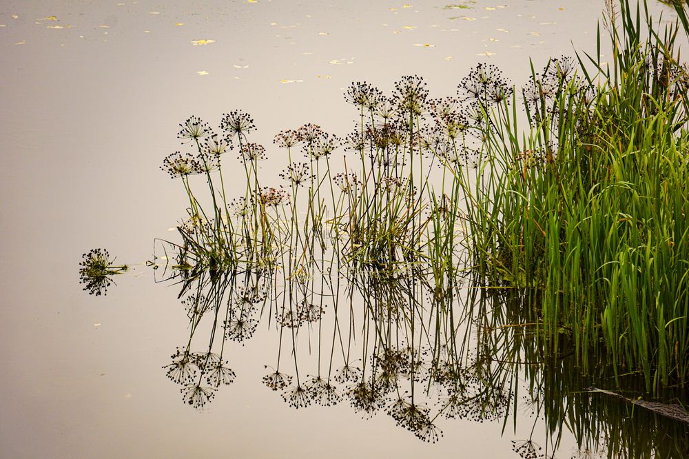 Photograph by Алфия Бугакова