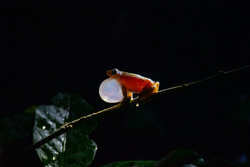 Knob handed shrub frog