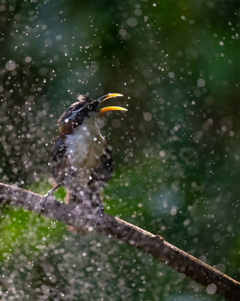 babbler with dazzling water droplets